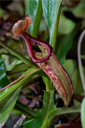 Nepenthes Stock Photo - Rights-Managed, Code: 859-07961809