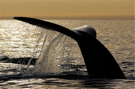 south american mammal - Whale swimming in the sea Photographie de stock - Rights-Managed, Code: 859-07961815