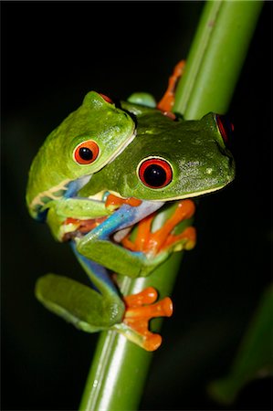Japanese Tree Frog Photographie de stock - Rights-Managed, Code: 859-07961810