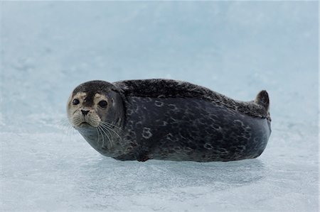 Seal Stock Photo - Rights-Managed, Code: 859-07961813