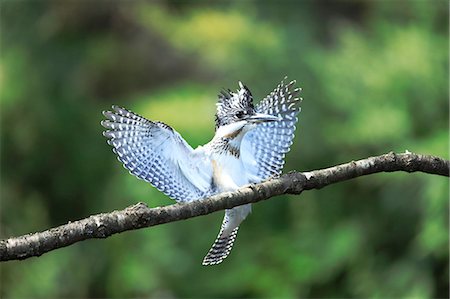 simsearch:622-07911472,k - Crested Kingfisher Photographie de stock - Rights-Managed, Code: 859-07961824