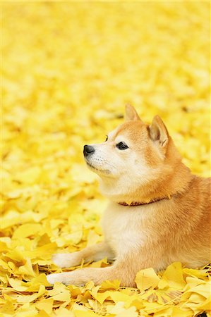 defoliator - Shiba Inu and Autumn leaves Stock Photo - Rights-Managed, Code: 859-07961833