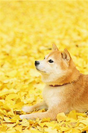 defoliation - Shiba Inu and Autumn leaves Foto de stock - Con derechos protegidos, Código: 859-07961833