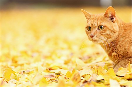 domestic cat and outdoors and nobody - Cat in a park Stock Photo - Rights-Managed, Code: 859-07961846