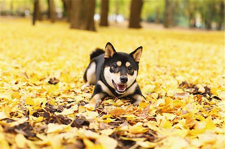 defoliation - Shiba Inu in a park Foto de stock - Con derechos protegidos, Código: 859-07961849