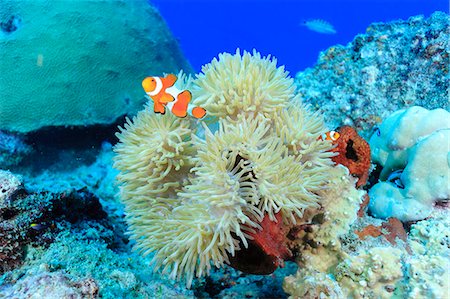 pez tropical - Clownfish Foto de stock - Con derechos protegidos, Código: 859-07961879