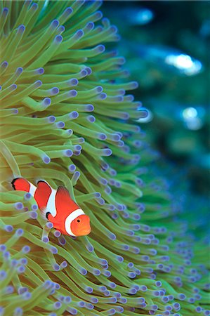 pez tropical - Clownfish Foto de stock - Con derechos protegidos, Código: 859-07961884