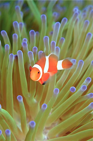 Clownfish Photographie de stock - Rights-Managed, Code: 859-07961886