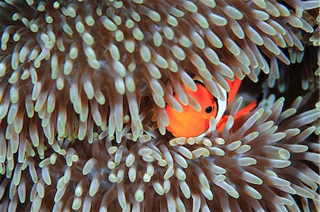 pez tropical - Clownfish Foto de stock - Con derechos protegidos, Código: 859-07961889