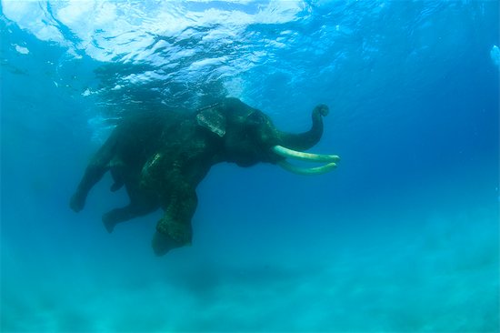 Elephant swimming in the sea Stock Photo - Premium Rights-Managed, Artist: Aflo Relax, Image code: 859-07961880