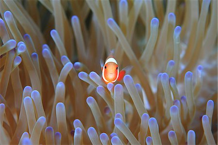 pez tropical - Clownfish Foto de stock - Con derechos protegidos, Código: 859-07961883