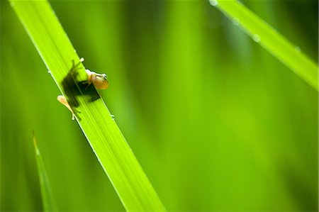 Rhacophorus Schlegelii Photographie de stock - Rights-Managed, Code: 859-07961897