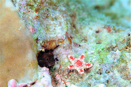 récif de corail - Yaeyama Blenny Photographie de stock - Rights-Managed, Code: 859-07961891