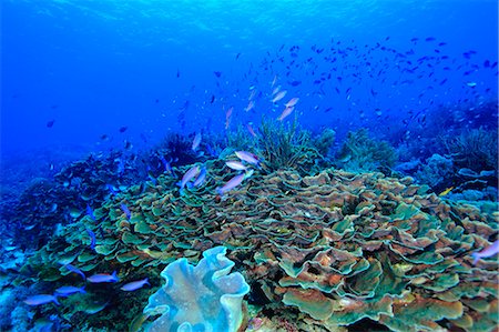 fishes in the coral reef - Underwater life Stock Photo - Rights-Managed, Code: 859-07961892