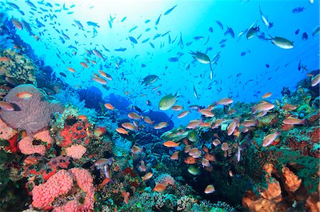 Underwater life Foto de stock - Con derechos protegidos, Código: 859-07961893