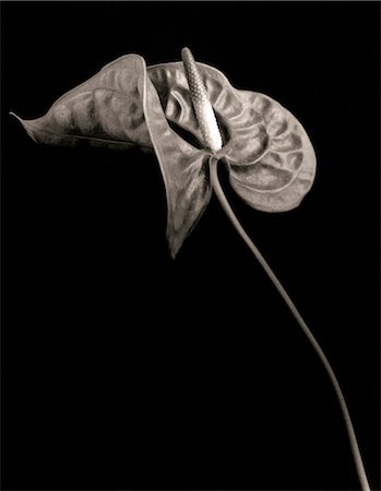 flamingo lily - Flower In Black And White Stock Photo - Rights-Managed, Code: 859-08008305