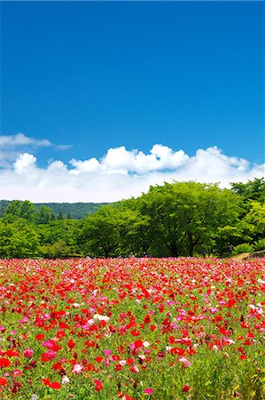 sky sunlight grass flowers - Flower Field Stock Photo - Rights-Managed, Code: 859-08008309