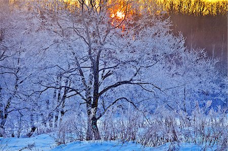 sunlight forest - Hokkaido, Japan Photographie de stock - Rights-Managed, Code: 859-08008315