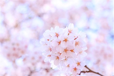 Cherry Blossoms Photographie de stock - Rights-Managed, Code: 859-08008317