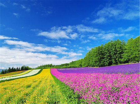 summer landscape flowers - Hokkaido, Japan Stock Photo - Rights-Managed, Code: 859-08008380