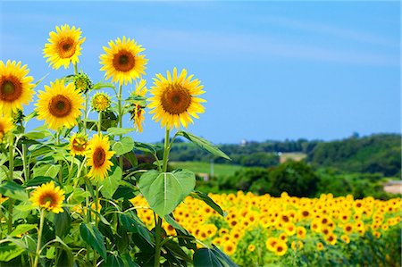 simsearch:859-08359743,k - Sunflower Field Photographie de stock - Rights-Managed, Code: 859-08008401