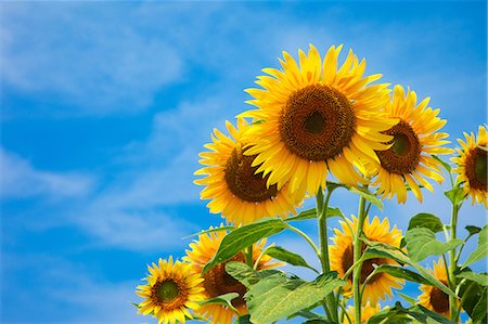 Sunflower Field Foto de stock - Con derechos protegidos, Código: 859-08008402