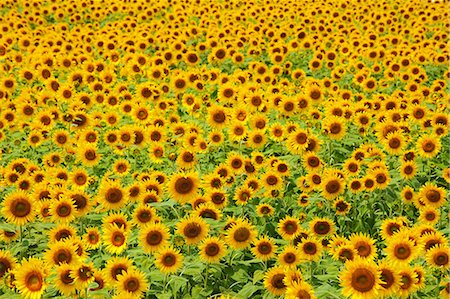 Sunflower Field Foto de stock - Con derechos protegidos, Código: 859-08008403