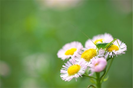 simsearch:859-07310633,k - Locust On Flowers Stock Photo - Rights-Managed, Code: 859-08008421