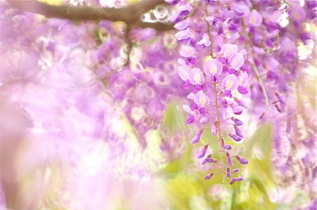 Japanese Wisteria Photographie de stock - Rights-Managed, Code: 859-08008422