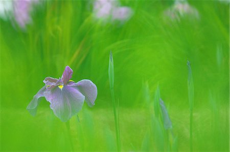 simsearch:859-07356465,k - Japanese Iris Stock Photo - Rights-Managed, Code: 859-08008437