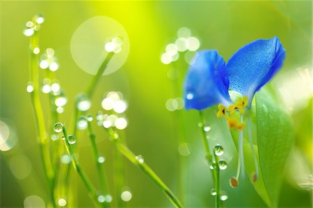 flowers with water droplets - Asiatic Dayflower Stock Photo - Rights-Managed, Code: 859-08008431