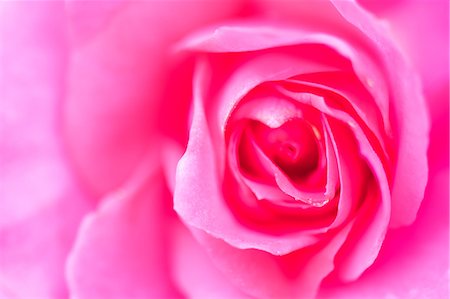 simsearch:859-03884561,k - Pink Rose Stock Photo - Rights-Managed, Code: 859-08008433