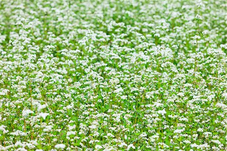 Buckwheat Field Stock Photo - Rights-Managed, Code: 859-08008455