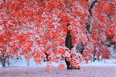 paisaje invierno - Autumn Leaves Foto de stock - Con derechos protegidos, Código: 859-08008452