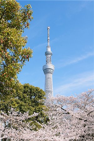 simsearch:859-08244600,k - Tokyo Skytree tower and cherry blossoms, Tokyo, Japan Stock Photo - Rights-Managed, Code: 859-08067063