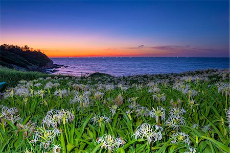 sunset, flowers - Fukuoka Prefecture, Japan Foto de stock - Con derechos protegidos, Código: 859-08082281