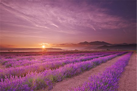 sun field - Hokkaido, Japan Stock Photo - Rights-Managed, Code: 859-08082424