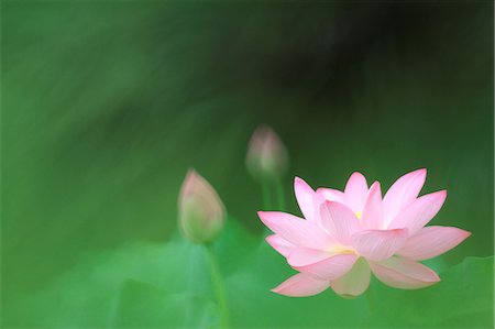 fleur de lotus - Kanagawa Prefecture, Japan Foto de stock - Con derechos protegidos, Código: 859-08082522