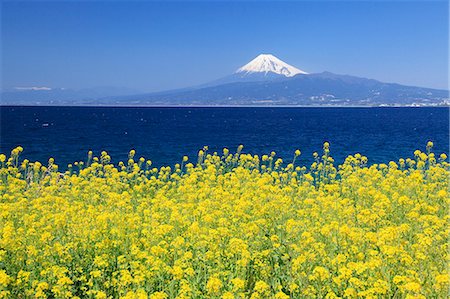 pictures of beautiful flowers in snow - Shizuoka Prefecture, Japan Stock Photo - Rights-Managed, Code: 859-08082537
