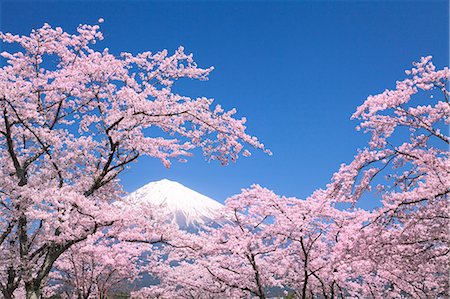 flower snow - Shizuoka Prefecture, Japan Stock Photo - Rights-Managed, Code: 859-08082539