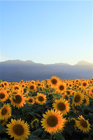 sunflower field not children - Yamanashi Prefecture, Japan Foto de stock - Con derechos protegidos, Código: 859-08082599