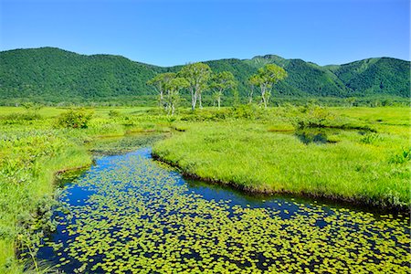 daylily - Gunma Prefecture, Japan Photographie de stock - Rights-Managed, Code: 859-08082616