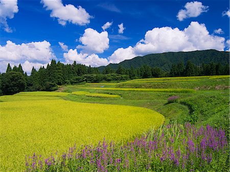 salicaria - Hyogo Prefecture, Japan Foto de stock - Con derechos protegidos, Código: 859-08082639