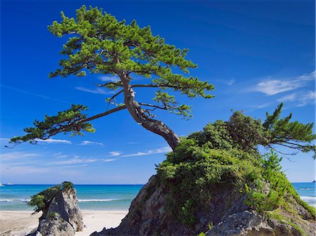 pinaceae - Tottori Prefecture, Japan Photographie de stock - Rights-Managed, Code: 859-08082640