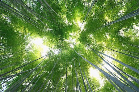 simsearch:622-06439881,k - Bamboo grove, Japan Foto de stock - Con derechos protegidos, Código: 859-08173203