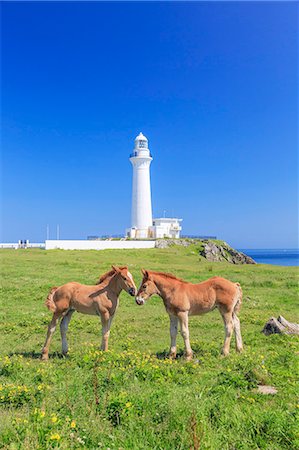 dosanko - Horses Photographie de stock - Rights-Managed, Code: 859-08244326