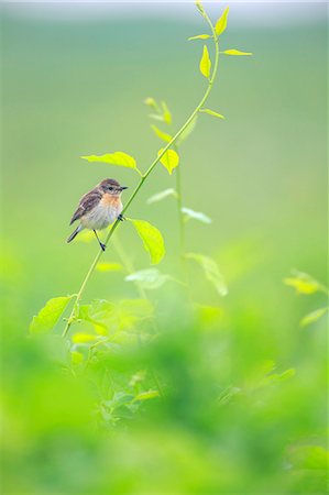 simsearch:622-07760632,k - Common Stonechat Photographie de stock - Rights-Managed, Code: 859-08244329