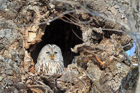 photos of owl in tree - Owl Foto de stock - Con derechos protegidos, Código: 859-08244321