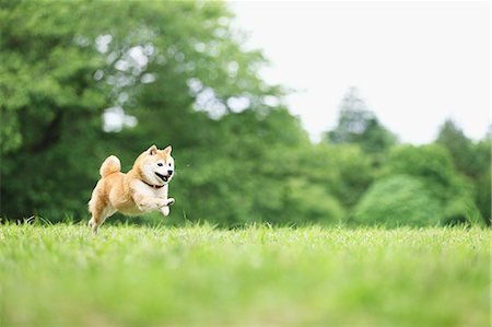 dog - Shiba Inu pet in a city park Stock Photo - Rights-Managed, Code: 859-08244336