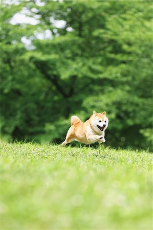 simsearch:859-08244352,k - Shiba Inu pet in a city park Stockbilder - Lizenzpflichtiges, Bildnummer: 859-08244338